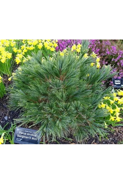 Сосна Веймутова ’Bergman’s Mini’